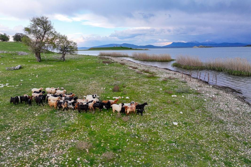 Konya'daki bu adanın sahipleri 50 küçükbaş sürüsü 3